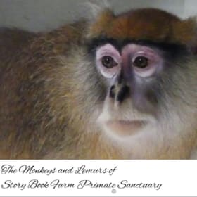 Sanctuary 2026 calendar item