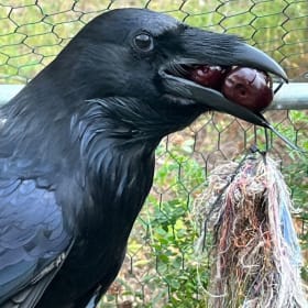 Common Raven item