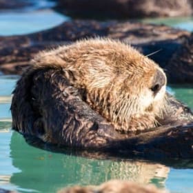 Spring Wildlife Cruise for Two item