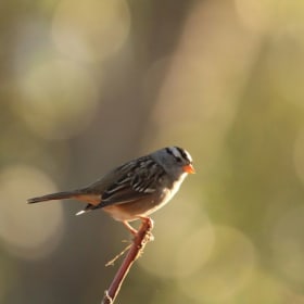 Support the Small Things That Matter item