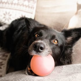 Pet Parents Care Pack item