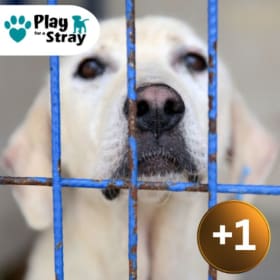 +1 Dog Rescue Token item