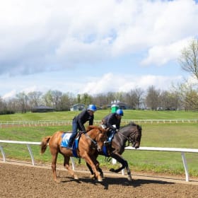 Private Tour of Pin Oak Stud, for 8 people item