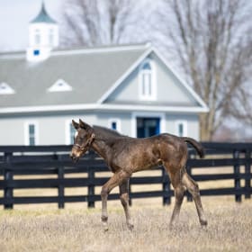 Private Tour of Pin Oak Stud, for 8 people item