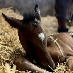 Tour the Glanvilles Stud, plus lunch item