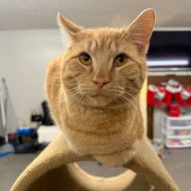 Remaining Cat Adoption after Deposit item