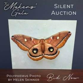 Mounted Photo of a Polyphemus Moth by Helga Skinner item