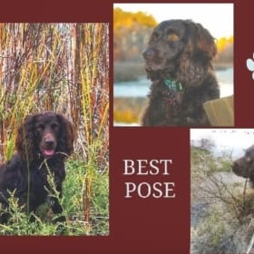 2026 Boykin Spaniel Calendar item