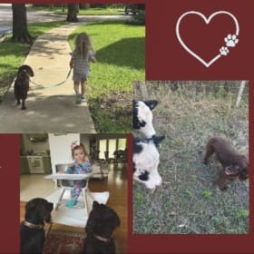 (5) 2026 Boykin Spaniel Calendars item