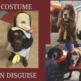 (10) 2026 Boykin Spaniel Calendars item