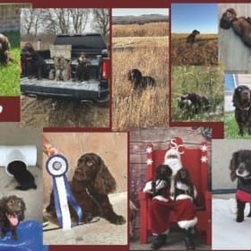 (15) 2026 Boykin Spaniel Calendars item
