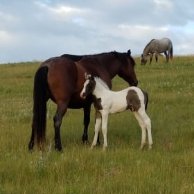 One month Sponsorship item