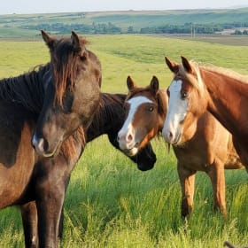 Three month Sponsorship item