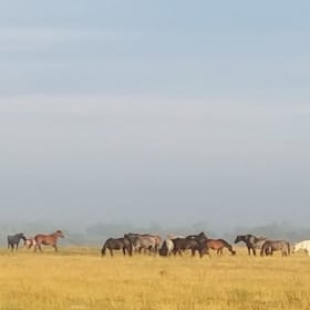 Full year Sponsorship item