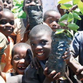 Restoring natural trees item