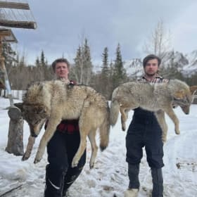 1 Ticket for Alaska Wolf Hunt item