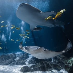 Georgia Aquarium Anytime General Admission Tickets (Admit 2) item
