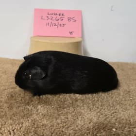 Pair Black American Cavies item