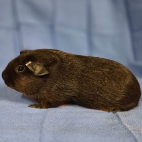 Golden Agouti American Satin Sow item
