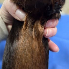Golden Agouti American Satin Sow item