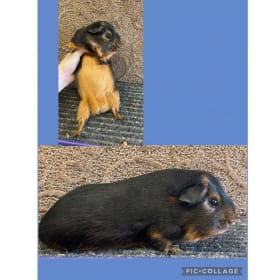 Pair of American Cavies item