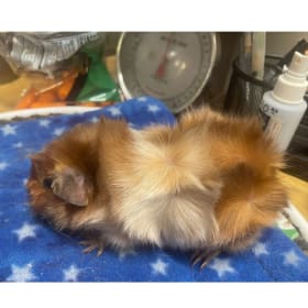Abby Satin Boar item