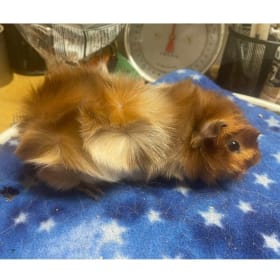 Abby Satin Boar item
