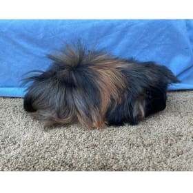 Peruvian Brindle Boar item