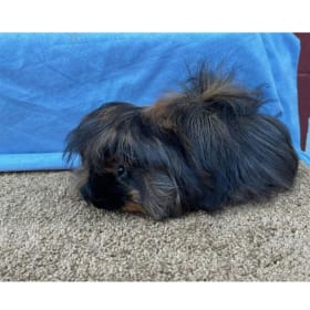 Peruvian Brindle Boar item