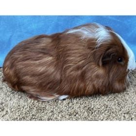 Silkie Red/white broken Boar item