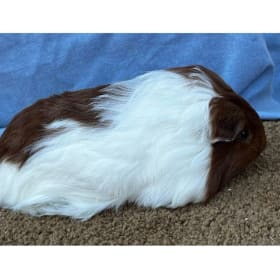 Silkie Red/white broken sow item