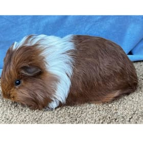 Silkie Red/white broken sow item