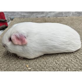 American White-pink eye Sow item