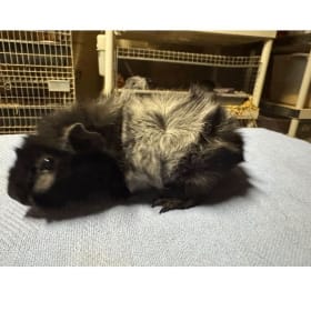 Black Roan Abyssinian Sow item