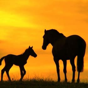 All About Horses- OFFSITE item