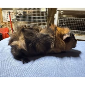 Abyssinian Brindle Boar item