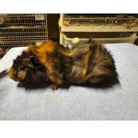 Abyssinian Brindle Boar item