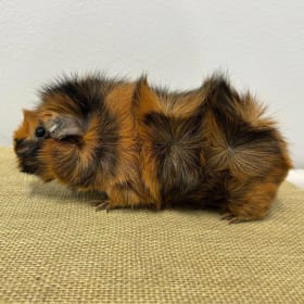 Pair of Abyssinian item