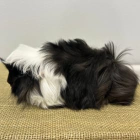 Peruvian Broken Boar item