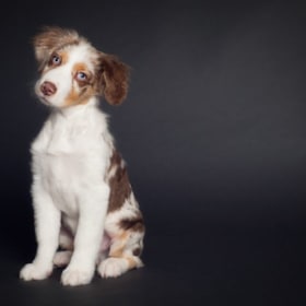 Classic Kids Pet Session - Burlingame item