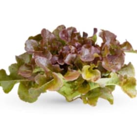 Red Oak Leaf Lettuce Seedling item