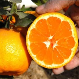 Satsuma, Miho - 3 gallon item