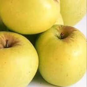 Apple, Golden Dorsett - 3 gallon item