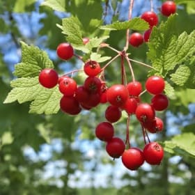 Highbush Cranberry - 2 item