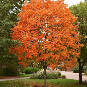 Sugar Maple - 2 item