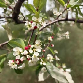 Nanking Cherry - 2 item