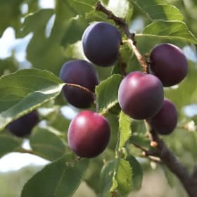 American Plum - 2 item