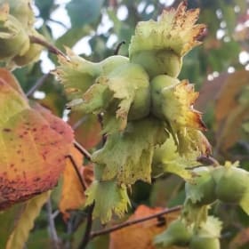 American Hazelnut - 2 item