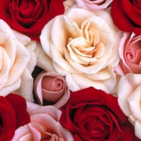 Photo of 1 Class Set of Fresh Roses - GRADES 1-5