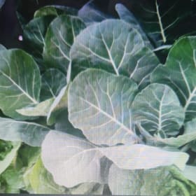 Collard greens item